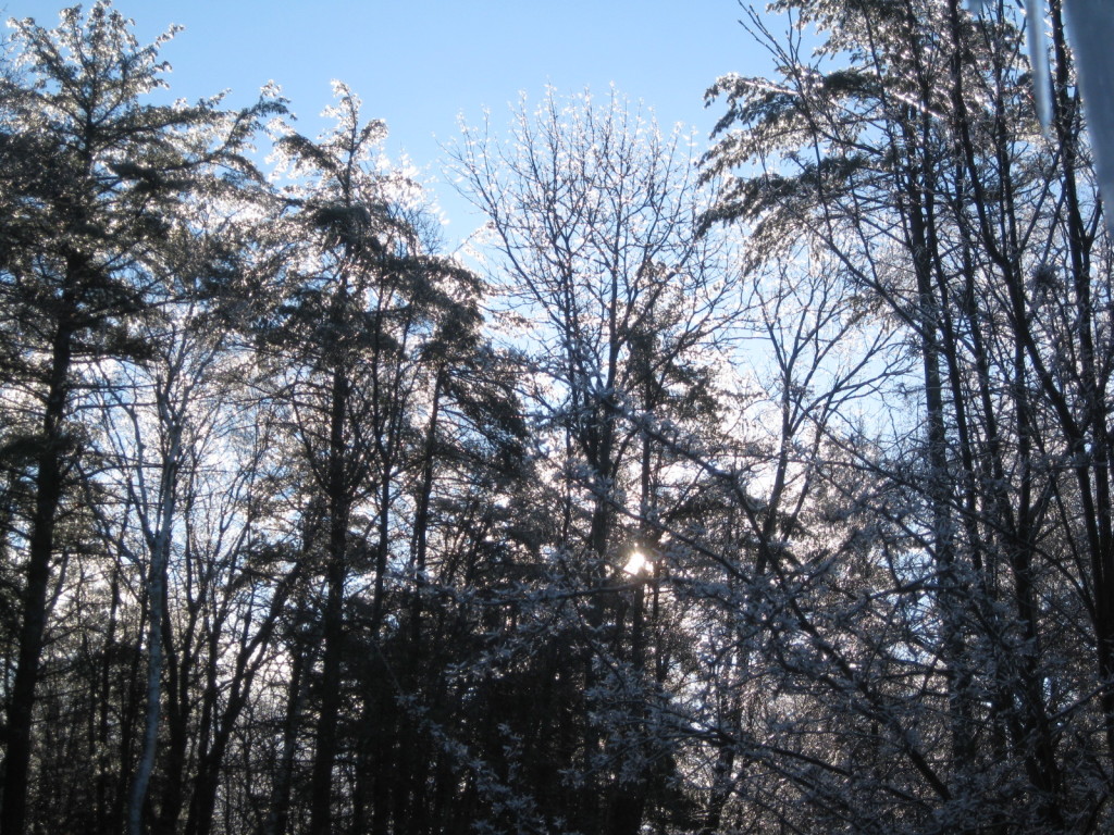 Winter pine trees