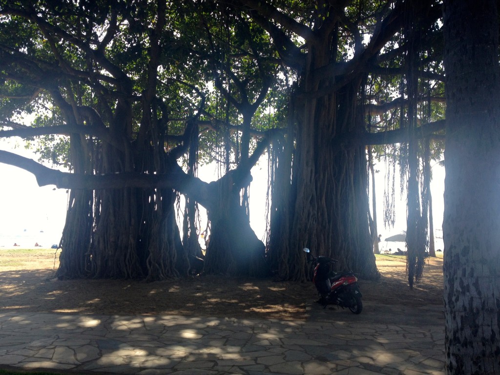 Hawaiian Banyan Tree Pictures