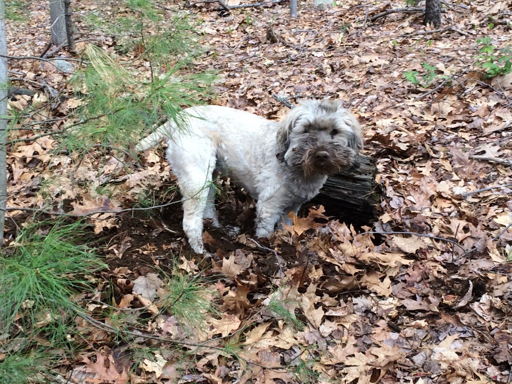 Dirty dog after digging hole in woods