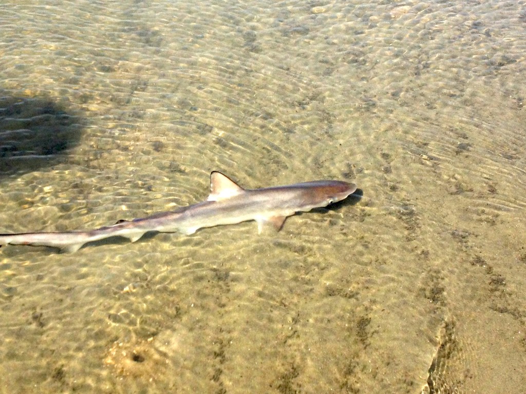 Sand shark hilton head island