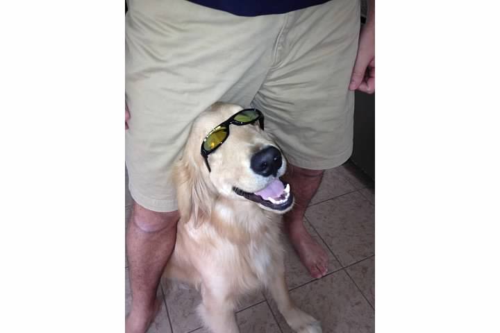Golden retriever in sunglasses
